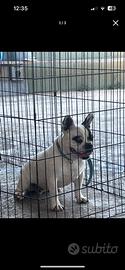 Bull dog francese
