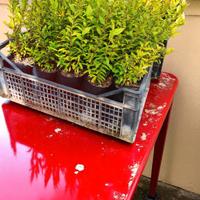 Mirto rosso 45/50 cm – pianta resistente