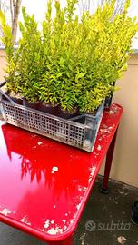 Mirto rosso 45/50 cm – pianta resistente