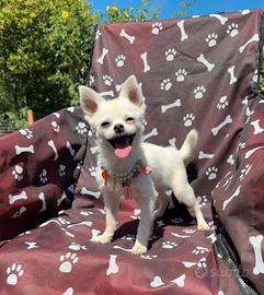 Chihuahua maschio 