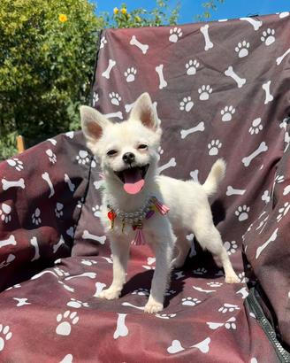 Chihuahua maschio 