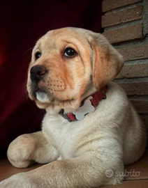 Labrador femmina