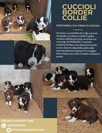 Border collie