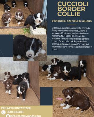 Border collie