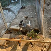 Galletti Phoenix, galletti olandesi ciuffati