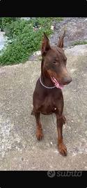 Dobermann