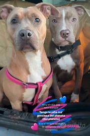 Cucciola di pittbull pura