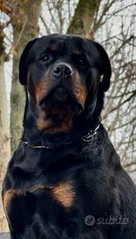 Rottweiler Maschio per accoppiamento