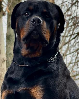 Rottweiler Maschio per accoppiamento