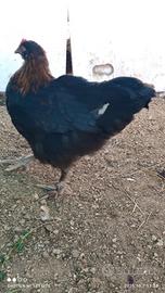 Gallina Marans