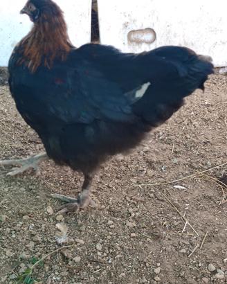 Gallina Marans