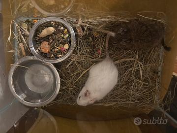 Degu del cile