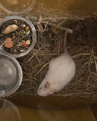 Degu del cile