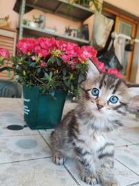 Gattino maschio