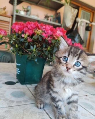 Gattino maschio