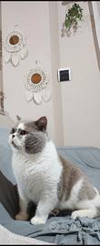 British Shorthair monta