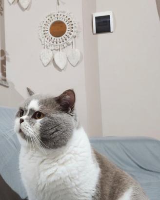 British Shorthair monta