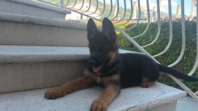 Cuccioli 70 giorni pastore tedesco