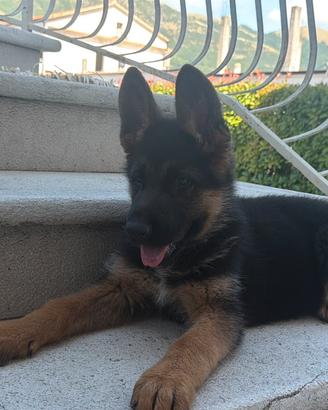 Cuccioli 70 giorni pastore tedesco