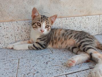Gattini