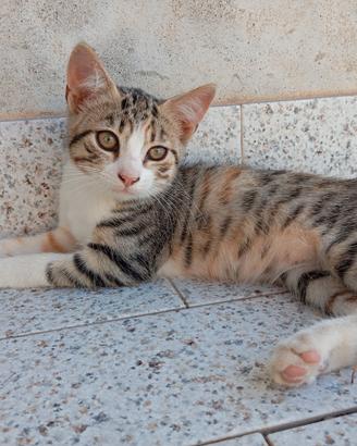 Gattini