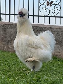 Moroseta Gallo