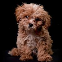 Cucciolo di maltipoo