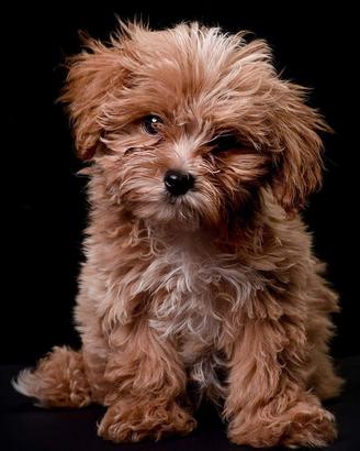 Cucciolo di maltipoo