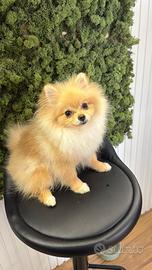 Spitz Pomerania toy