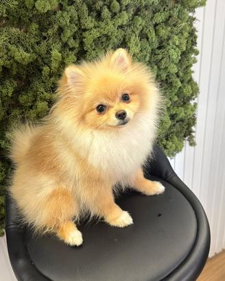 Spitz Pomerania toy