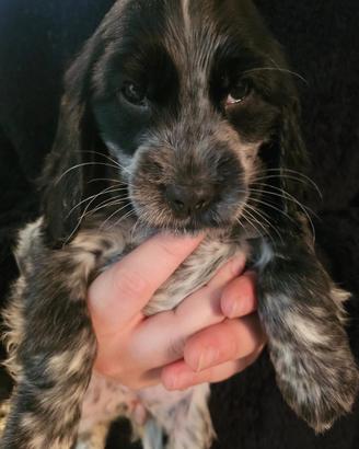 Cucciola cocker spaniel inglese