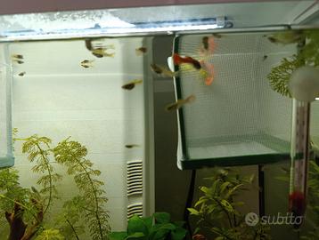 Guppy