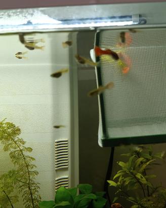 Guppy