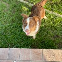 Cucciolo Australian Shepherd