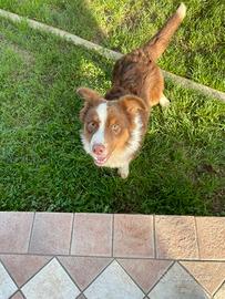 Cucciolo Australian Shepherd