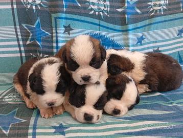 Cuccioli di San Bernardo