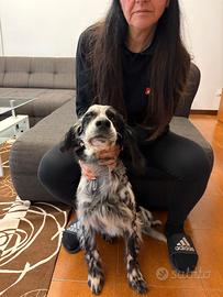Cane setter femmina