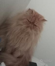 Animali