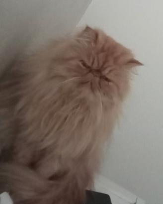 Animali