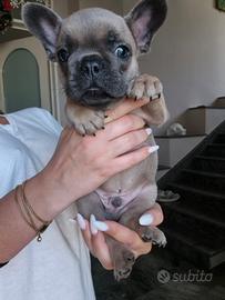 Bulldog Francese