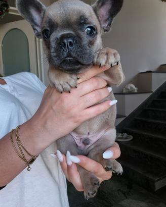 Bulldog Francese