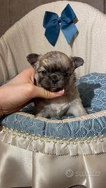 Chihuahua cucciolo blue fawn pelo lungo