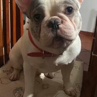 Bulldog francese per monta