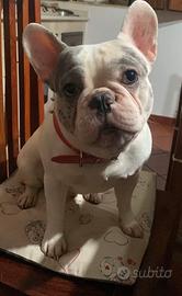 Bulldog francese per monta