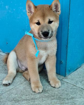 Cuccioli shiba