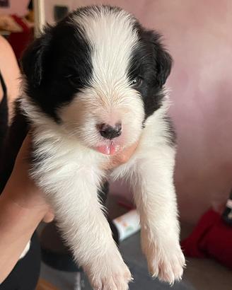 Cuccioli border collie