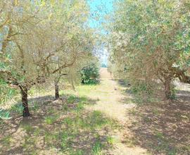 Terreno agricolo, Ponte Rio. N/022