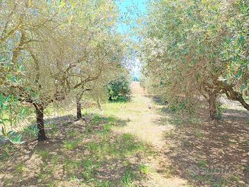 Terreno agricolo, Ponte Rio. N/022