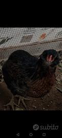 Galline araucane