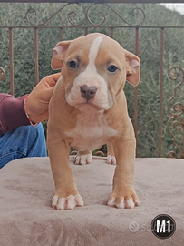 Cuccioli di Pitbull